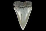 Fossil Mako Shark Tooth - South Carolina #128766-1